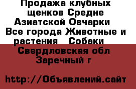 Продажа клубных щенков Средне Азиатской Овчарки - Все города Животные и растения » Собаки   . Свердловская обл.,Заречный г.